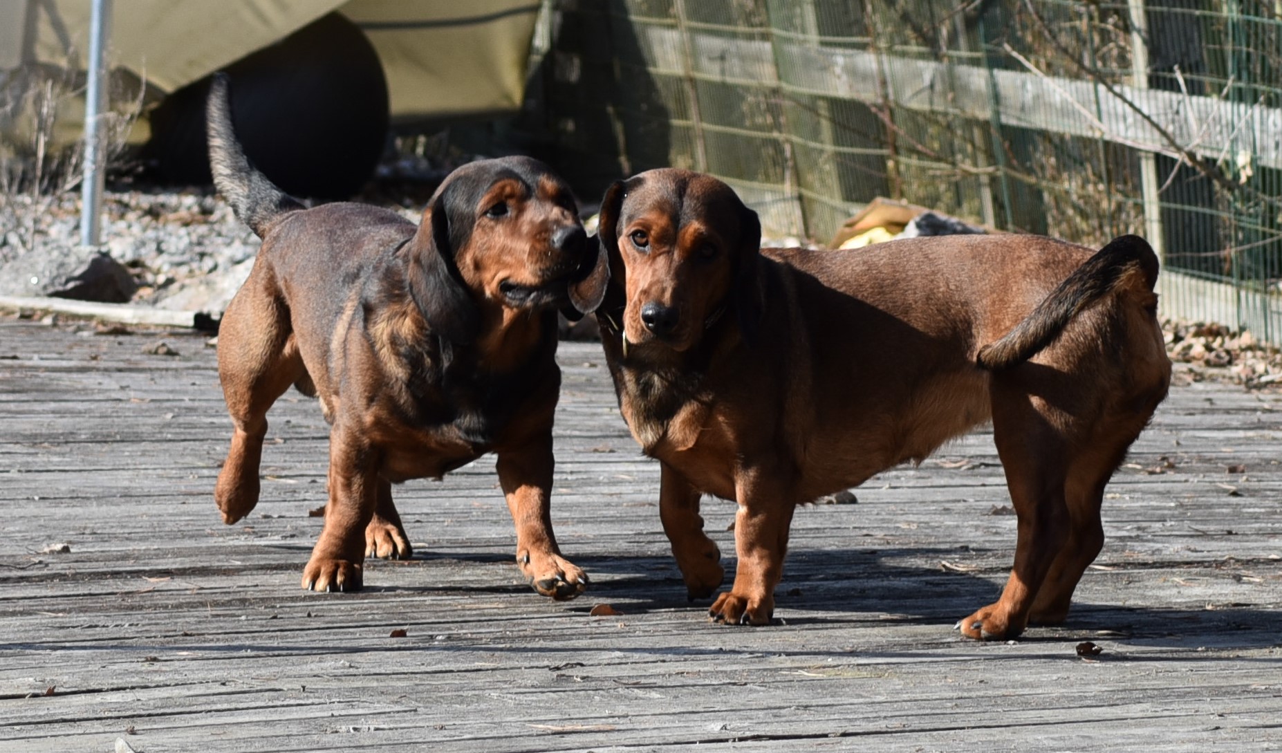 Berta & Diesel