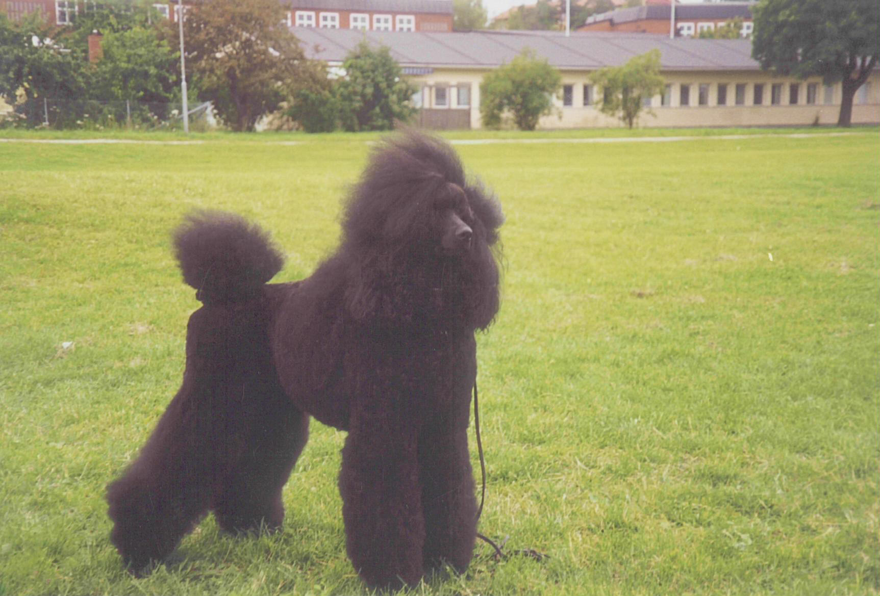 Doris
