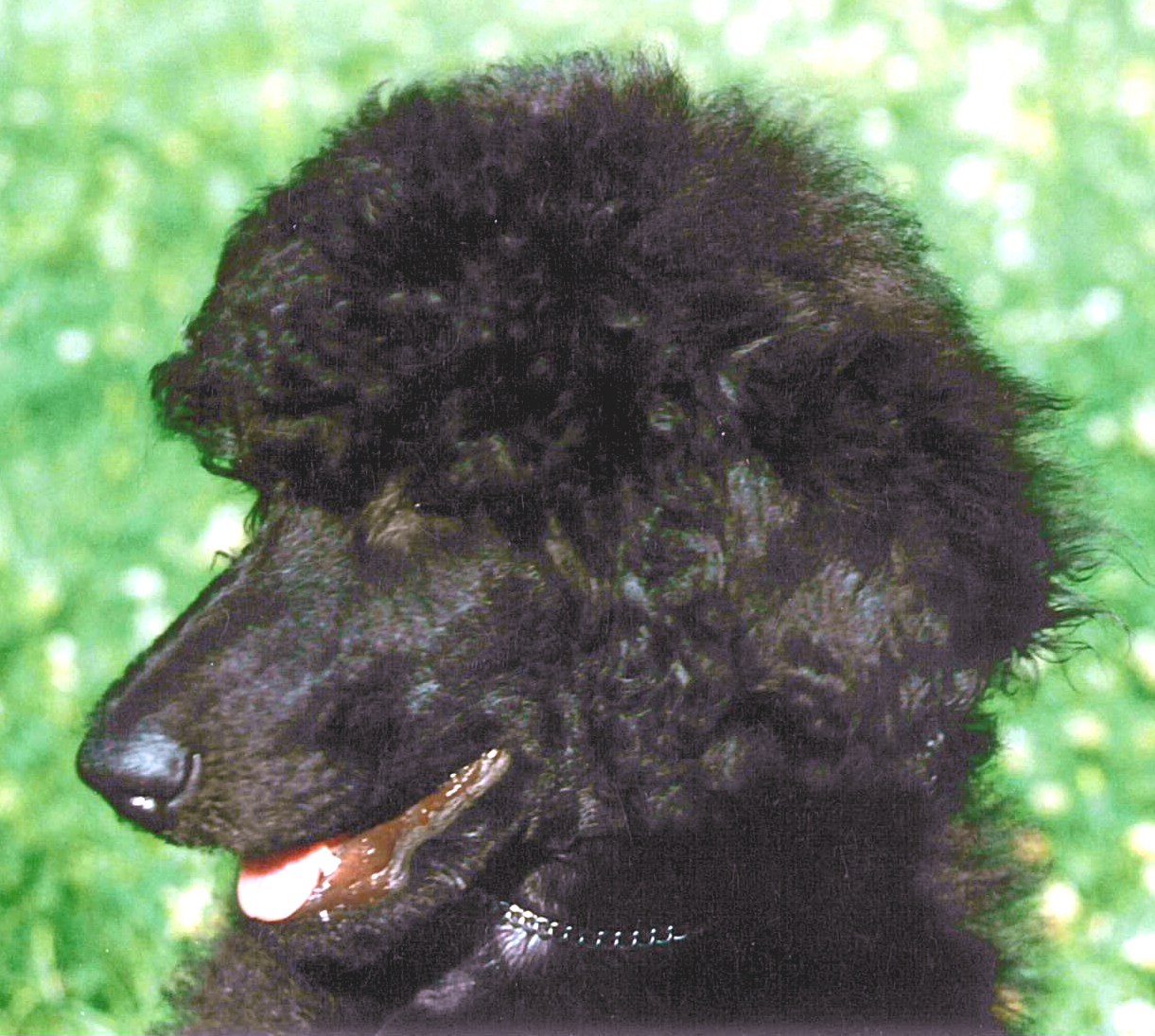 Doris