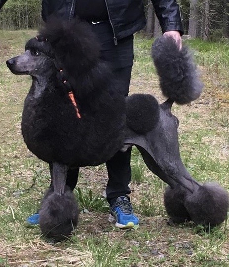 Thård